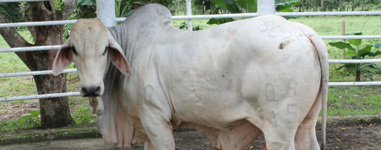 Con éxito se llevó a cabo Expogenética 2017, en el Meta - 14 de junio de 2017