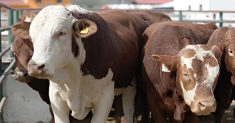 ¿Cuándo es hora de cambiar al toro en la finca?