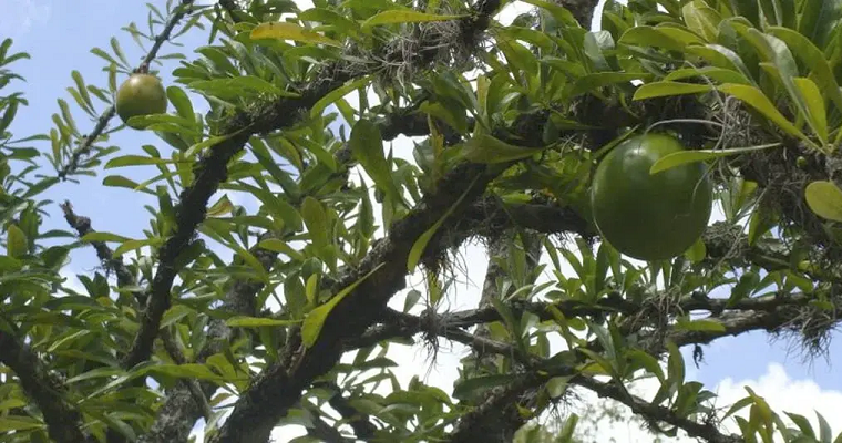 Cuál es la mejor forma de darle totumo a los bovinos