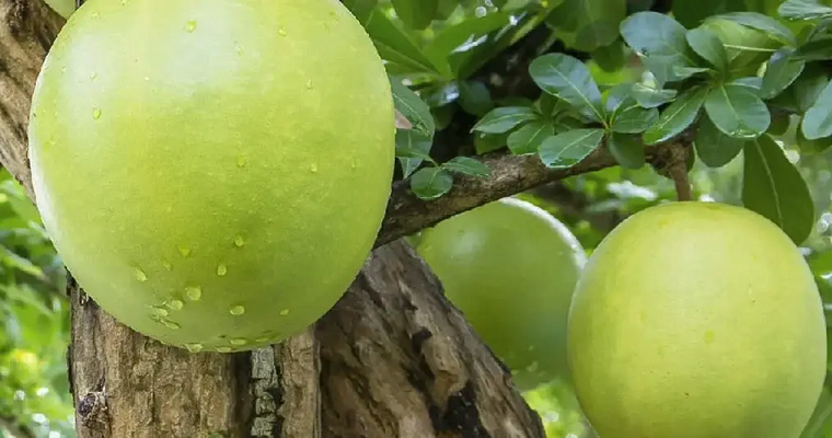 Conozca los aportes del ensilaje de pulpa de totumo y matarratón para bovinos