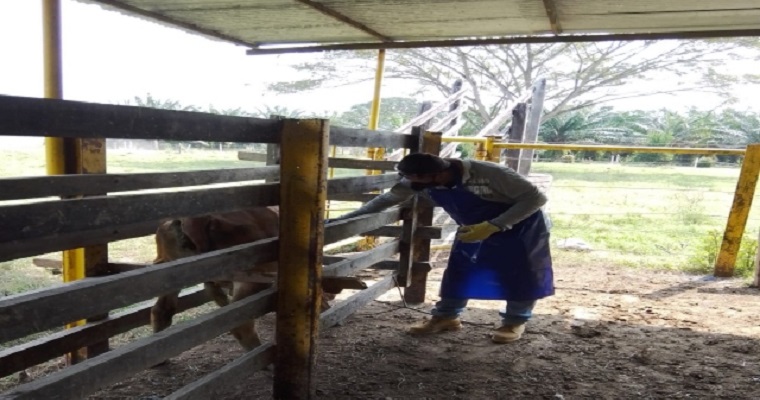 El 23 de mayo iniciará el primer ciclo de vacunación contra la fiebre aftosa, brucelosis bovina