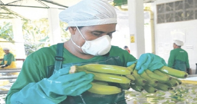 Bananeros no paran su producción y toman medidas de precaución