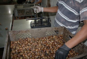 Agronegocios sostenibles para pequeños productores del Meta