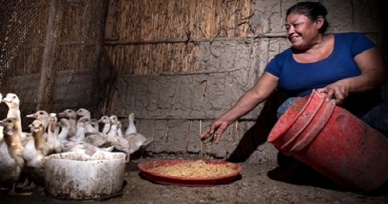 Retos del milenio: el rumbo de la sostenibilidad agrícola