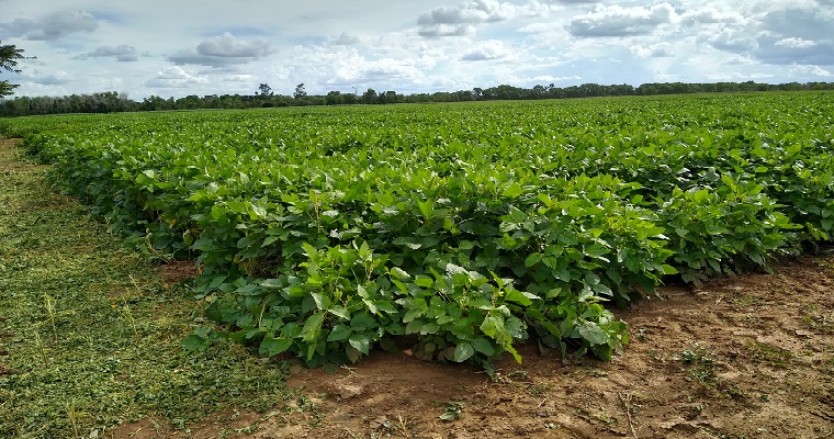 Vitrinas tecnológicas de las variedades de soya y arroz en el departamento del Meta