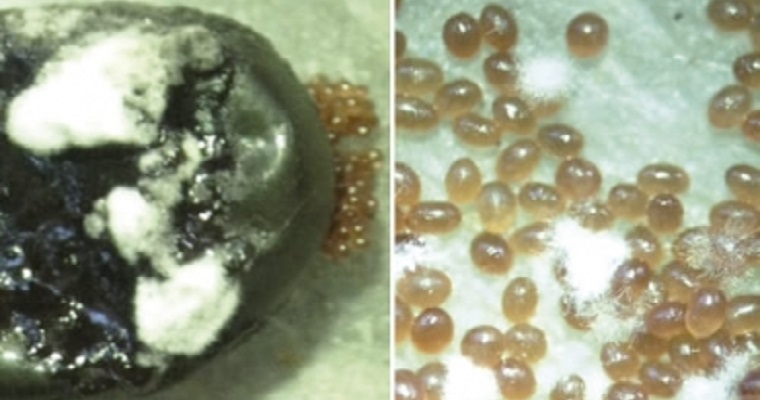 Conozca el hongo que puede reducir las garrapatas en bovinos hasta en un 99%