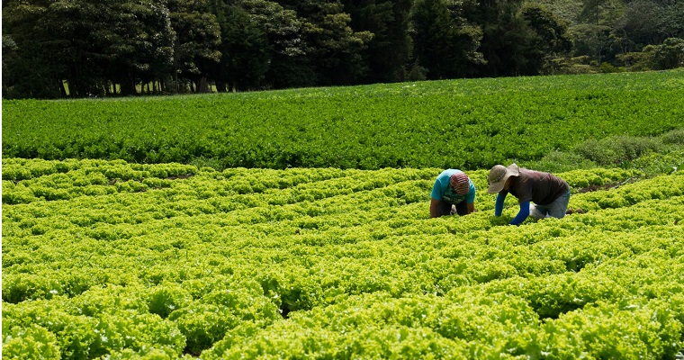 Bioplaguicida TRICOTEC para el fortalecimiento de las capacidades productivas de agricultores en Cundinamarca