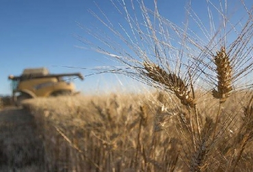 Sequía dispara el precio del trigo y otros cereales en el mercado mundial
