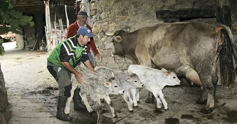 ¿Qué tan probables son los nacimientos de trillizos en bovinos?