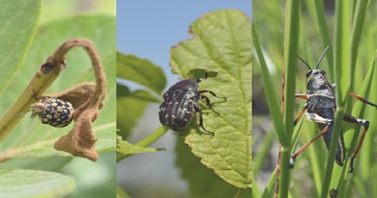 ¿Sabe qué es la trofobiosis y qué rol podría tener en la ganadería?