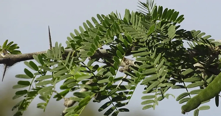 Estos son los aportes del trupillo a la alimentación bovina y trabajo ganadero