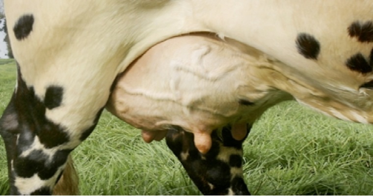 4 reglas de oro para producir leche de óptima calidad higiénica