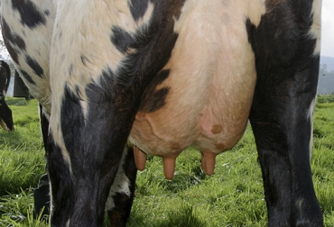 Conozca sistema de alertas para proteger los cuartos sanos de las ubres