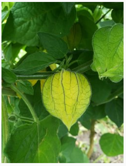 Estudio de asociación revela nuevos genes relacionados con el rendimiento y calidad de la uchuva