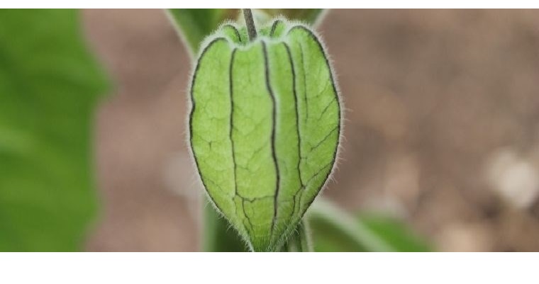 Se establece programa de mejoramiento genético de uchuva en el departamento de Nariño