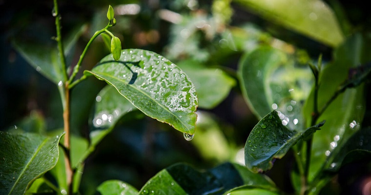 El Fondo para el Medio Ambiente Mundial aprueba nuevos proyectos y programas dirigidos por la FAO que beneficiarán a 46 países