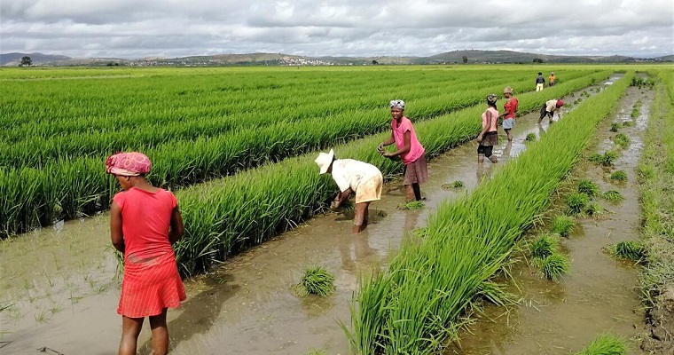 OCDE-FAO Perspectivas agrícolas: Las economías emergentes seguirán impulsando los mercados agrícolas