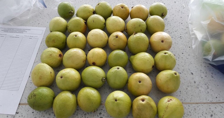 Una alternativa ecológica y efectiva para prologar la vida útil de la guayaba