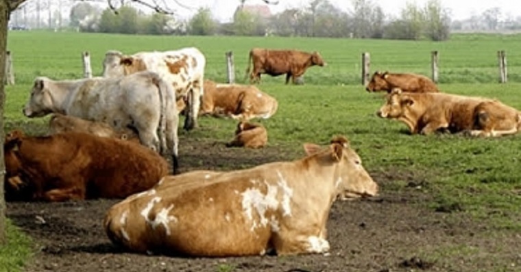 Animal echado más de lo normal genera pérdidas
