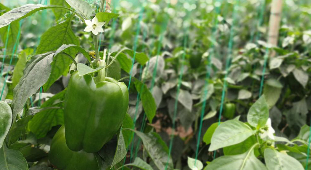 URT fortalece la reconstrucción del tejido social en Trujillo y La Sonora, Valle del Cauca