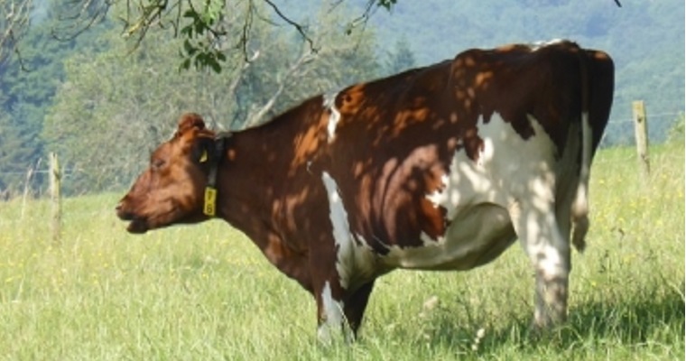 Bonos de Carbono, nuevo negocio para ganaderos
