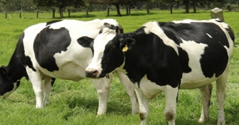 Recomendaciones cuando se presenta el retraso del parto en una vaca