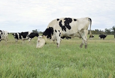 5 cuidados que se deben tener con las vacas primíparas