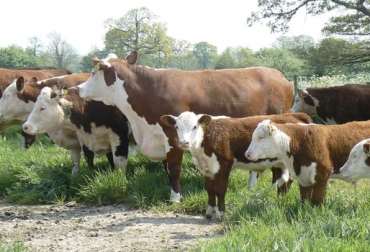 Así es la lucha que plantea Reino Unido contra la tuberculosis bovina
