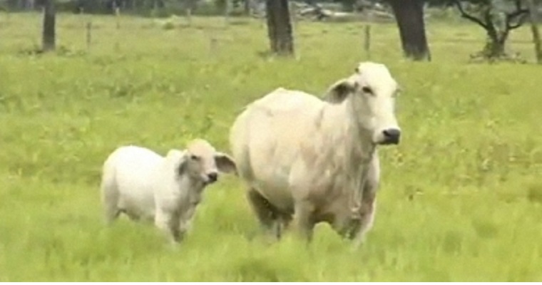 Recurra a alguna de estas estrategias para controlar el síndrome de vaca repetidora