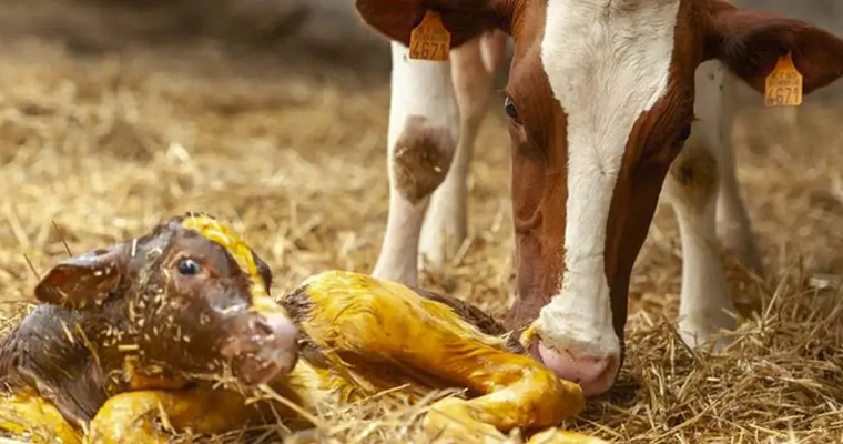 7 recomendaciones para optimizar la salud de la vaca recién parida