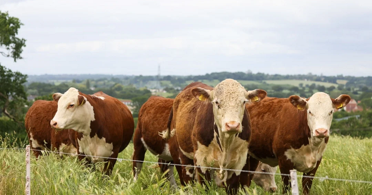 Firman protocolos sanitarios para exportación de carne bovina y quinua hacia China