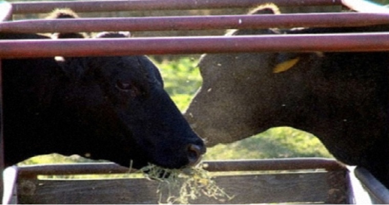 Las vacas alimentadas con linaza producen lácteos más nutritivos