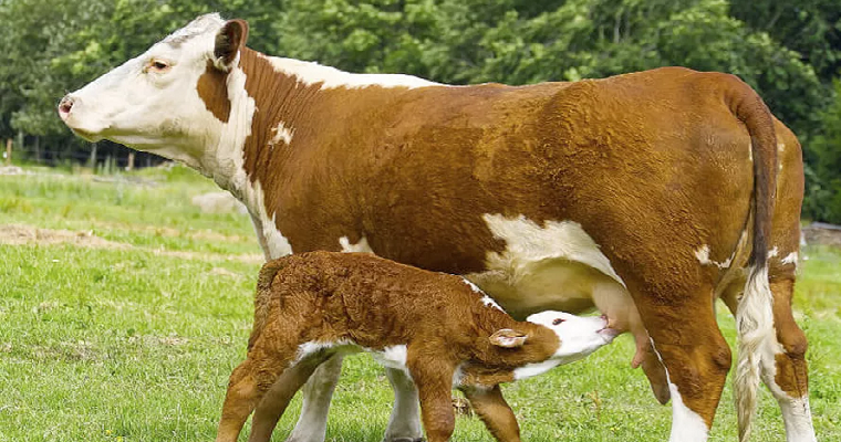 «Es mejor una vaca que da una cría al año que la que da más leche»: Aristizábal