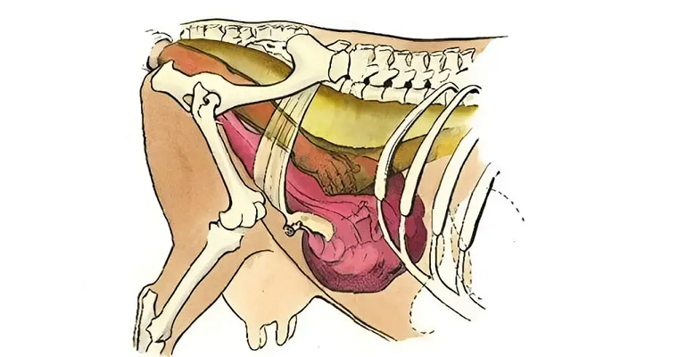 La importancia del área pélvica en bovinos y cómo medirla