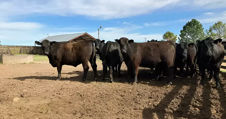 ¿Qué efecto tiene una caminata previo al embarque del ganado en el peso de la canal?