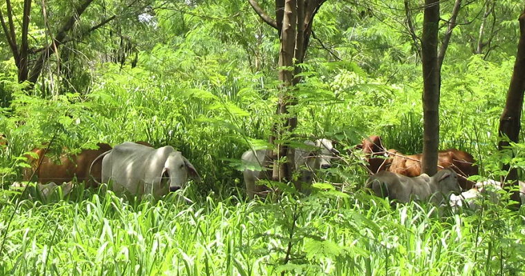 ¿Por qué se necesitan más recursos de ICR para la ganadería sostenible y los sistemas silvopastoriles?