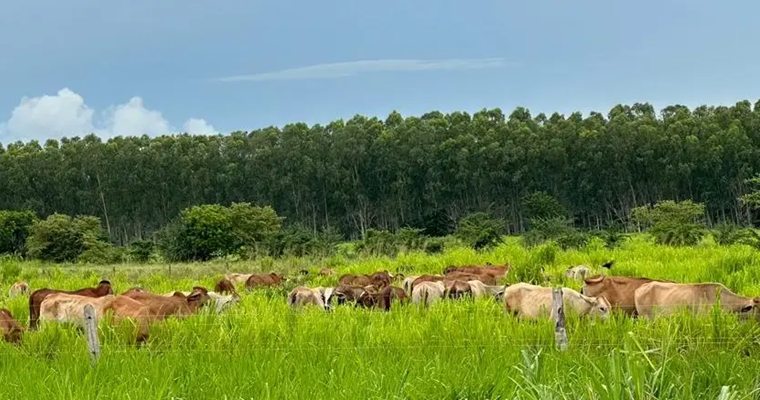 La productividad, clave para reducir la huella de carbono en ganadería bovina