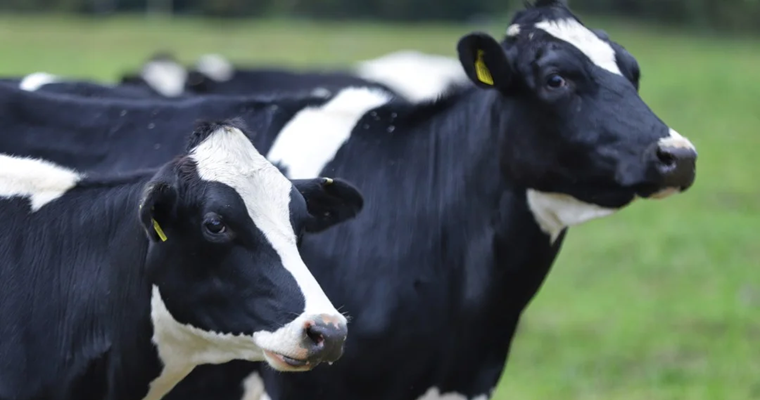 Productores lecheros de Nariño recibieron reconocimiento por sus buenas prácticas