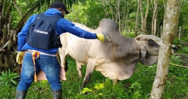 El 8 de noviembre se inicia el segundo ciclo de vacunación contra la Fiebre Aftosa y la Brucelosis Bovina