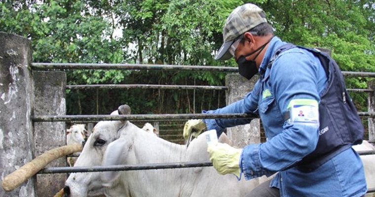 Se suspende el ciclo adicional de vacunación del ganado contra fiebre aftosa en la zona de frontera con Venezuela