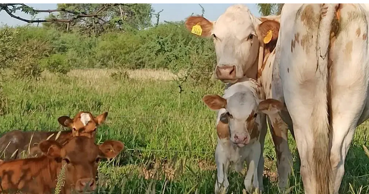 10 pasos para mejorar el desempeño reproductivo del ganado
