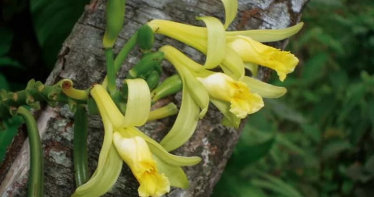 La vainilla que puede impulsar los ingresos de los habitantes de Bahía Solano, Chocó