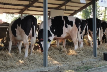 5 pasos para mejorar el manejo de la reproducción en vaquillas