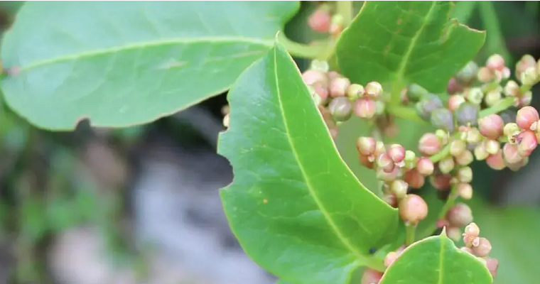 Conozca el aporte nutricional en la alimentación bovina del bejuco de yegua y bejuco de chivo