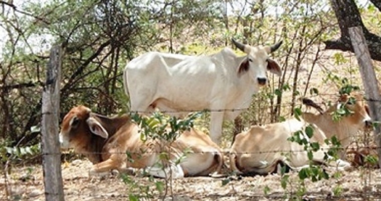 En Huila, lluvias han disminuido casi un 80% en esta temporada