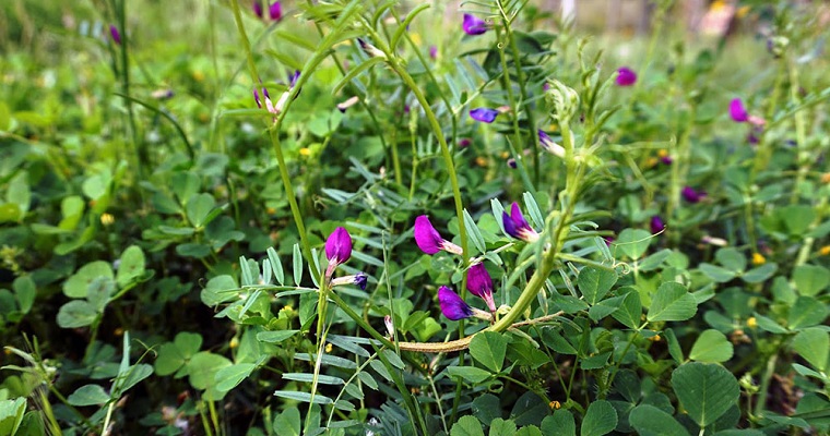 Cultivos de servicios, el nuevo paradigma de la agricultura que renueva los desafíos sanitarios