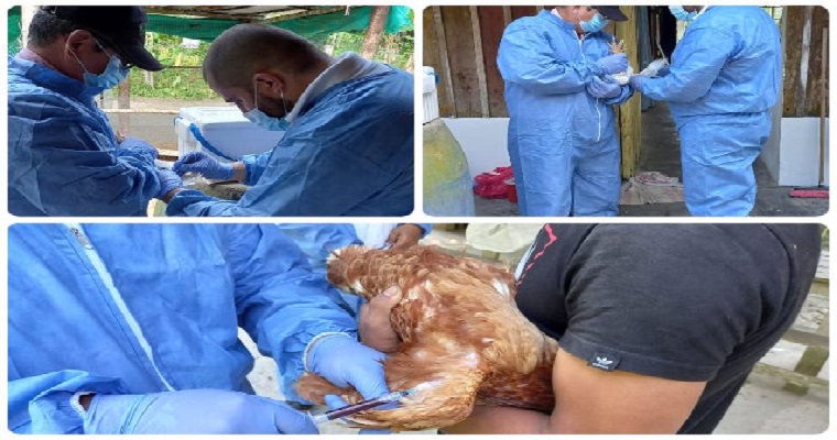 Trabajo interinstitucional con Fenavi para apoyar a los productores avícolas del Amazonas