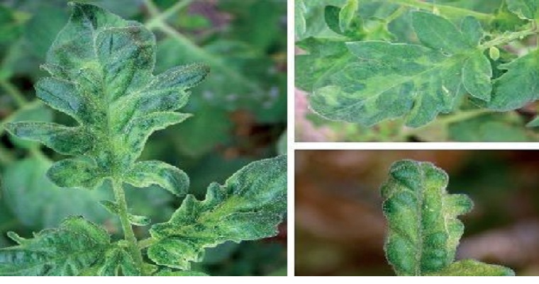Plagas y Enfermedades del Tomate