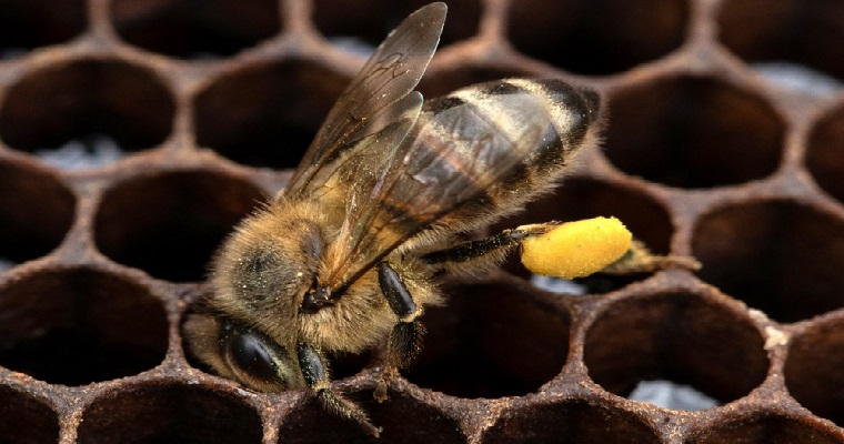 Conceptos fundamentales para la producción apícola