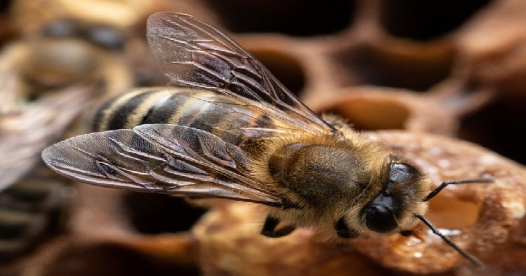 Para que el hombre viva, que vuelen las abejas